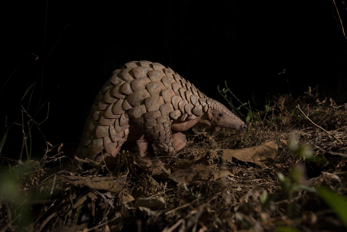 tracking-indian-pangolins-the-hindu